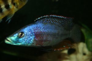 Pește de acvariu labiodochromis galben (galben) conținut și îngrijire, compatibilitate