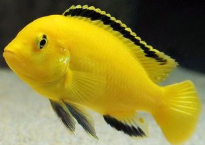 Akváriumi halak labidochromis SÁRGA (sárga) és karbantartással kompatibilitás