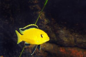 Акваріумна рибка Лабидохромис еллоу (yellow) зміст і догляд, сумісність