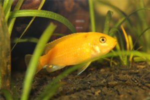 Pește de acvariu labiodochromis galben (galben) conținut și îngrijire, compatibilitate