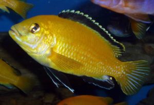 Akváriumi halak labidochromis SÁRGA (sárga) és karbantartással kompatibilitás