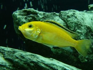Акваріумна рибка Лабидохромис еллоу (yellow) зміст і догляд, сумісність