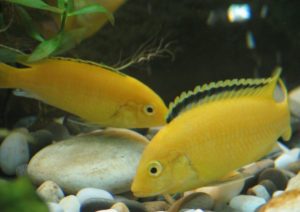 Pește de acvariu labiodochromis galben (galben) conținut și îngrijire, compatibilitate