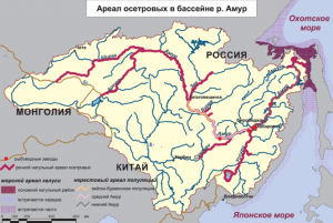 Акваріумний осетер - утримання та догляд