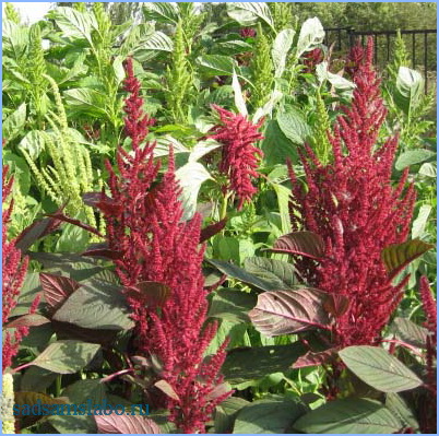 Amaranth legume, descriere, varietate, fotografie, condiții de creștere, utilizare