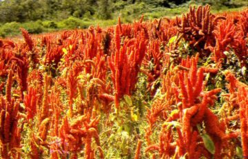 Amarantul Cultivarea soiurilor de legume este puternică