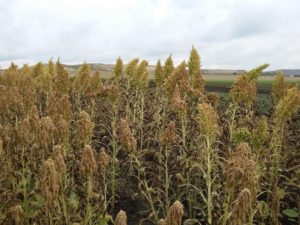 Amarantul Cultivarea soiurilor de legume este puternică