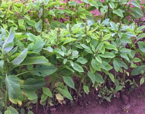 Amaranth zöldség fajta termetes, a növekvő magról