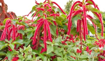 Amaranth zöldségtermesztésben, ellátás és típusai (növényi) Amaranth zöldségtermesztésben, ellátás és típusai