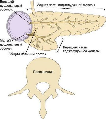 Anomalii de dezvoltare - pancreasul divizat