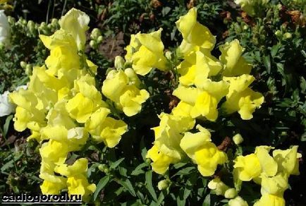 Antirrhinum цвете