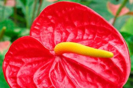 Anthurium cum să aibă grijă acasă