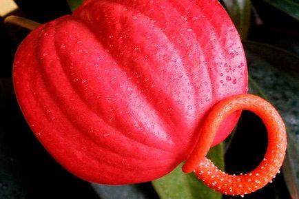 Anthurium, hogyan kell gondoskodni otthon