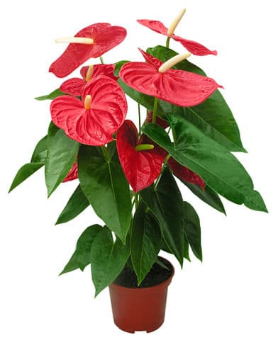Anthurium vörös megfelelő ellátást egzotikus virág (jobbra) Anthurium vörös megfelelő ellátást egzotikus virág