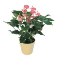 Anthurium червено правилното грижи за екзотично цвете