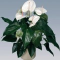 Anthurium vörös megfelelő ellátást egzotikus virág (Anthurium) Anthurium vörös megfelelő ellátást egzotikus virág