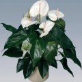 Anthurium червено правилното грижи за екзотично цвете