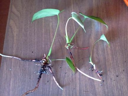 Anthurium vörös megfelelő ellátást egzotikus virág (ellátás) Anthurium vörös megfelelő ellátást egzotikus virág