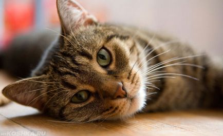Osteoarthritis macskák tünetei és kezelése, fotó és videó
