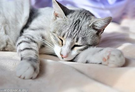 Артроз у кішок симптоми і лікування, фото і відео
