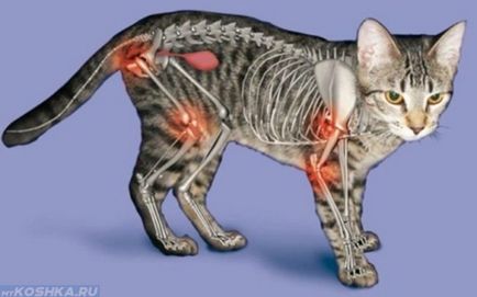 Osteoartrita la pisici, simptome și tratament, fotografii și videoclipuri