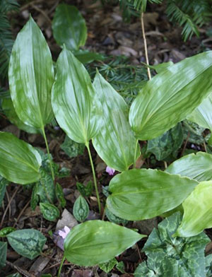 Aspidistra - fotografii de soiuri și soiuri, video