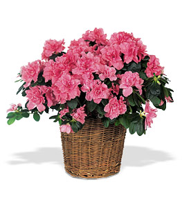 Azalea is obkladyvat jégdarabok virágzás alatt (obkladyvat) Azalea is obkladyvat jégkockákat a virágzás alatt