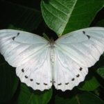 Метелики на весілля - оформлення, салют з живих метеликів
