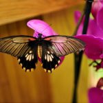 Метелики на весілля - оформлення, салют з живих метеликів