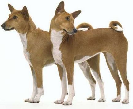 Basenji, caracter, boală, îngrijire, consiliu