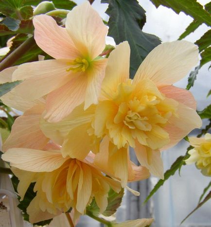 Begonia ampel reproducere, reproducere, îngrijire