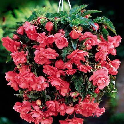 Begonia ampel reproducere, reproducere, îngrijire