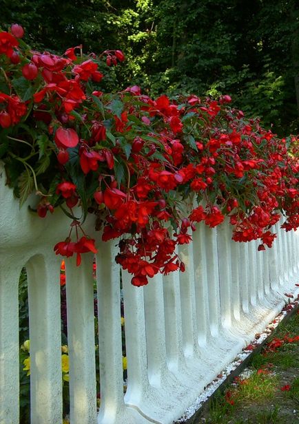 Begonia ampel reproducere, reproducere, îngrijire