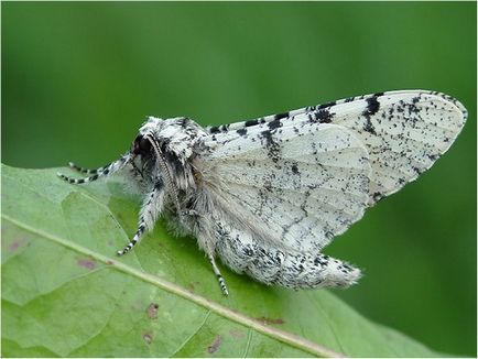 Borsos moly, moly kártevő, leírás, ellenőrzési módszerek és az eszközök (harc) Borsos moly, pillangó kártevő, leírás, módszereket és eszközöket a harc