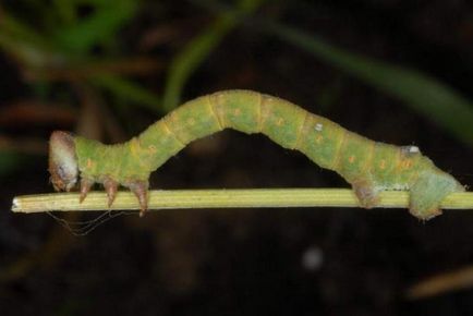 Birch Moth este un dăunător pe care trebuie să-l cunoașteți personal