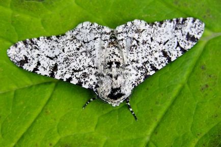 Birch Moth este un dăunător pe care trebuie să-l cunoașteți personal