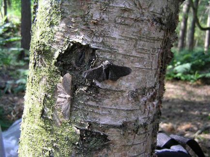 Birch Moth este un dăunător pe care trebuie să-l cunoașteți personal