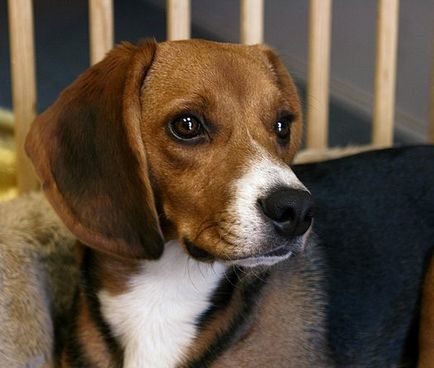 Beagle - descrierea rasei, poze, canise, catelusi