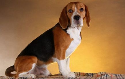 Beagle - descrierea rasei, poze, canise, catelusi