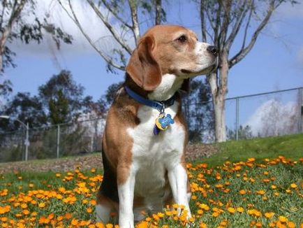 Beagle - descrierea rasei, poze, canise, catelusi