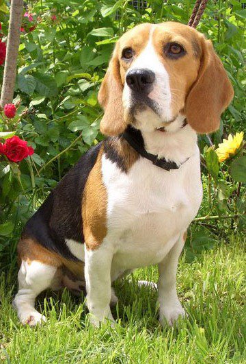 Beagle - descrierea rasei, poze, cani, catelusi