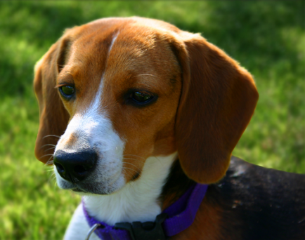 Beagle - descrierea rasei, poze, cani, catelusi