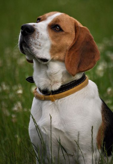 Beagle - descrierea rasei, poze, cani, catelusi