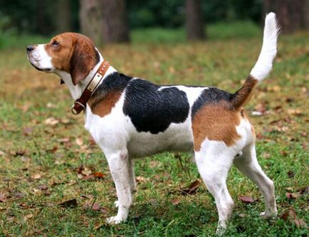 Beagle - descrierea rasei, poze, cani, catelusi