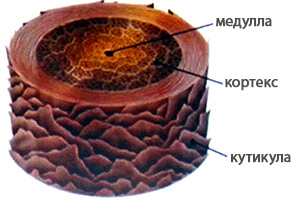 Biozavivka, ламиниране и Ботокс за мигли