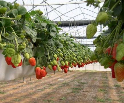 De afaceri în căpșuni în creștere la domiciliu