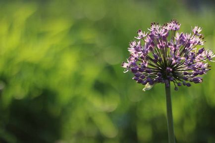 Bokeh és következtetések a lencse Canon EF 50 f