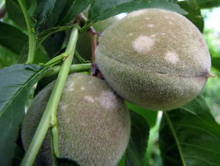 Хвороби персика і їх лікування, квітникар-консалтинг