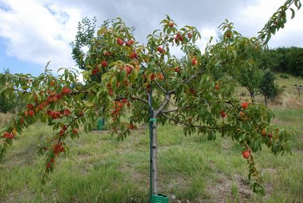 Piersici si tratamentul lor, consultanta floristica