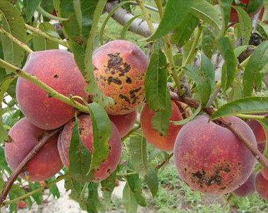 Хвороби персика і їх лікування, квітникар-консалтинг